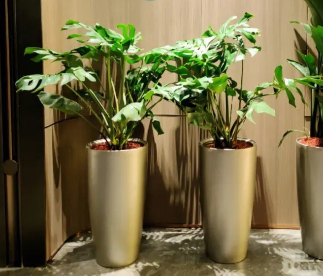 上海植物租赁